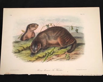 1989 Vintage /"MOLE SHAPED POUCHED RAT/" AUDUBON MAMMAL COLOR Art Plate Lithograph