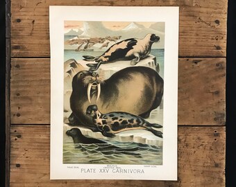 Vintage Lithograph from 1882 Walrus Fine Art Print A4A3 FramedUnframed
