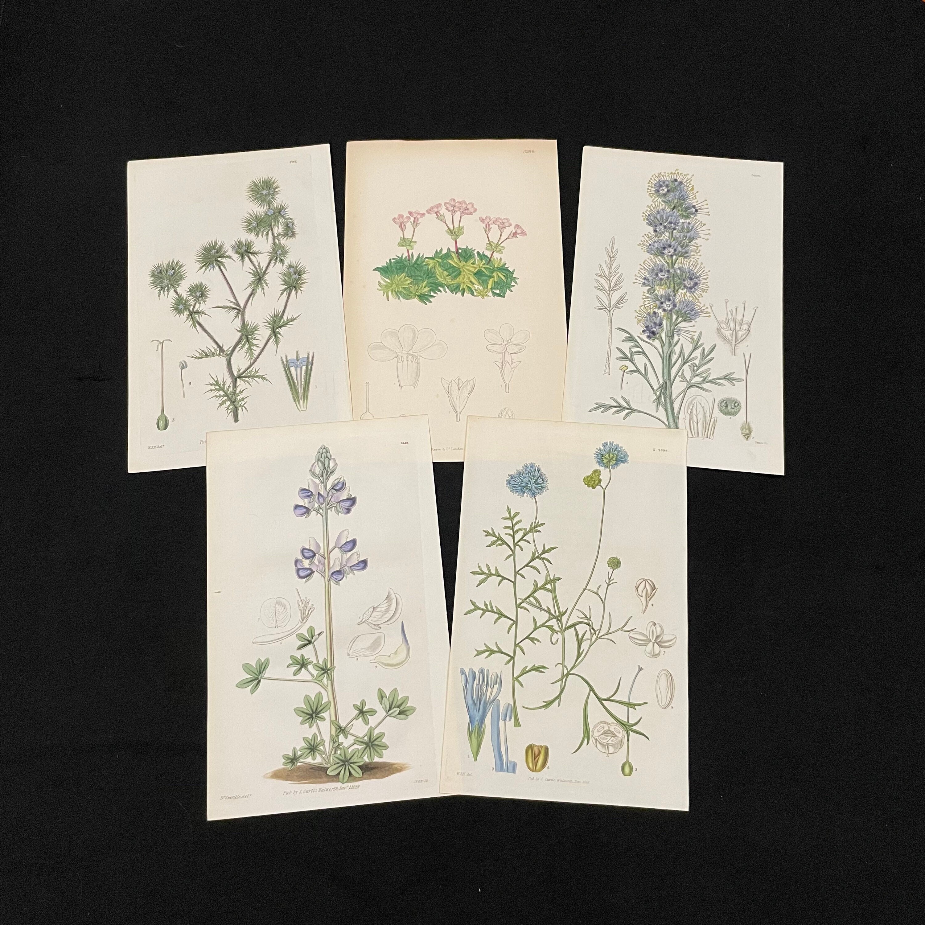 Wildflowers of the Pacific Northwest Collection of Five