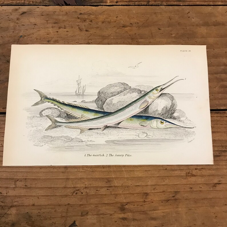 Download Original Hand Colored Antique Print Needle Nose Gar Fish 1843 Jardine S Naturalists Library Etchings Engravings Art Collectibles Jewellerymilad Com