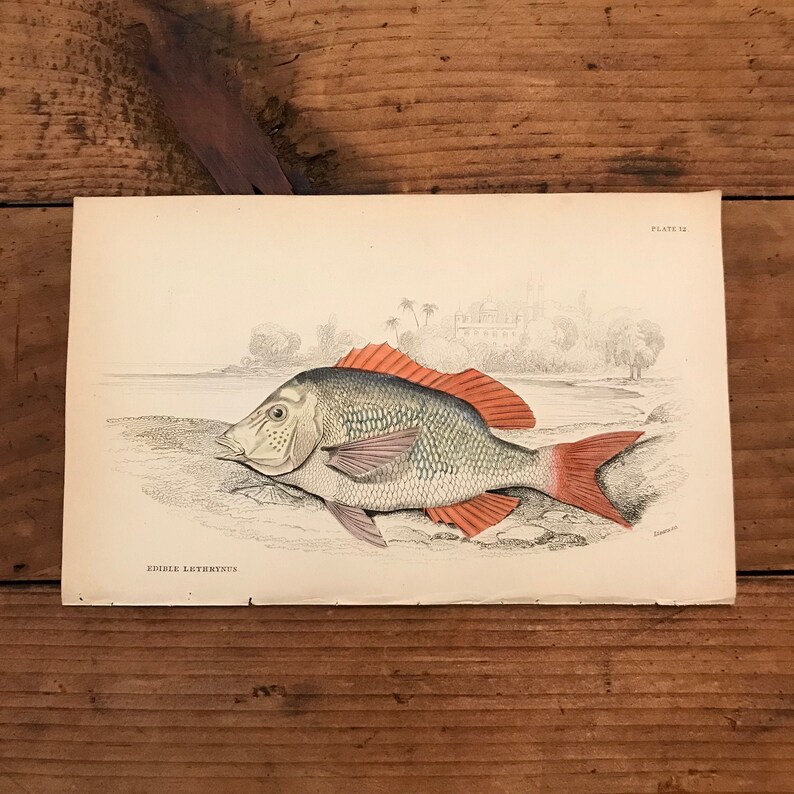 Original Hand Colored Antique Print 1843 Jardine/'s Naturalists Library Engraving Emperor Fish