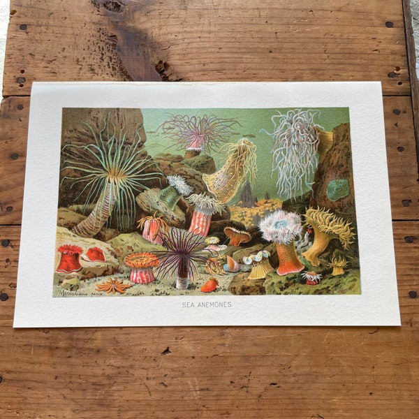 Sea Anemones, Original Antique Print of Sea Creatures
