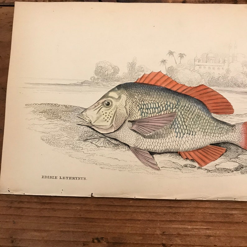 Original Hand Colored Antique Print 1843 Jardine/'s Naturalists Library Engraving Emperor Fish