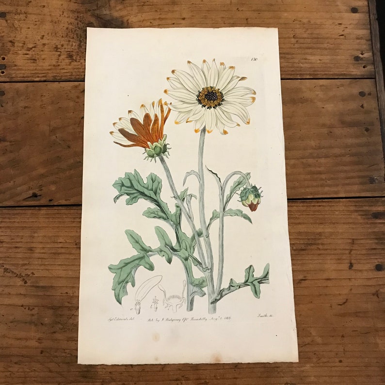 1816 Botanical Engraving by Edwards Showy Arctotis Original Hand Colored Antique Print