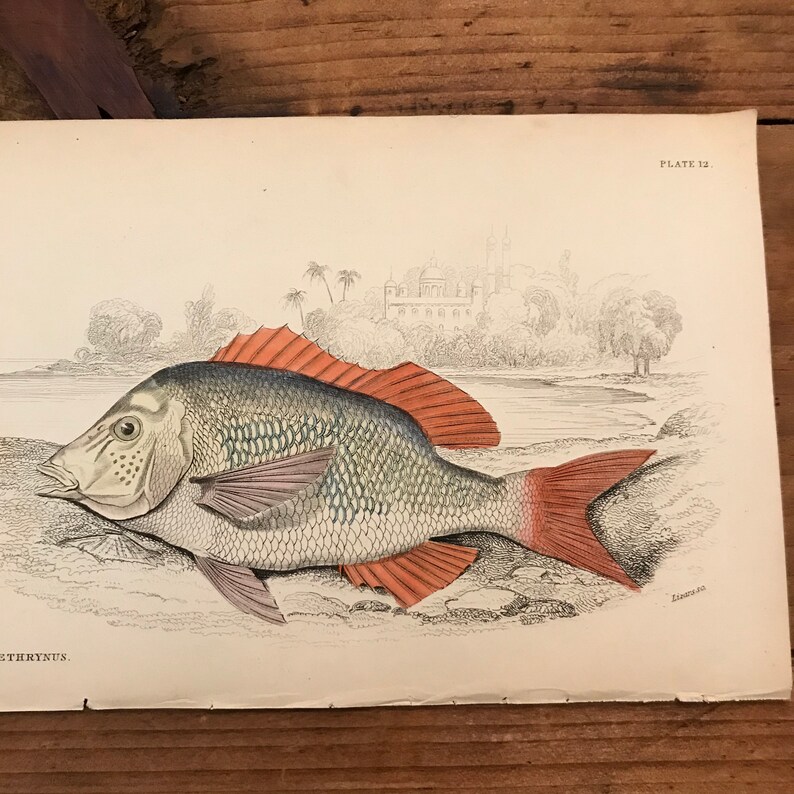 Original Hand Colored Antique Print 1843 Jardine/'s Naturalists Library Engraving Emperor Fish