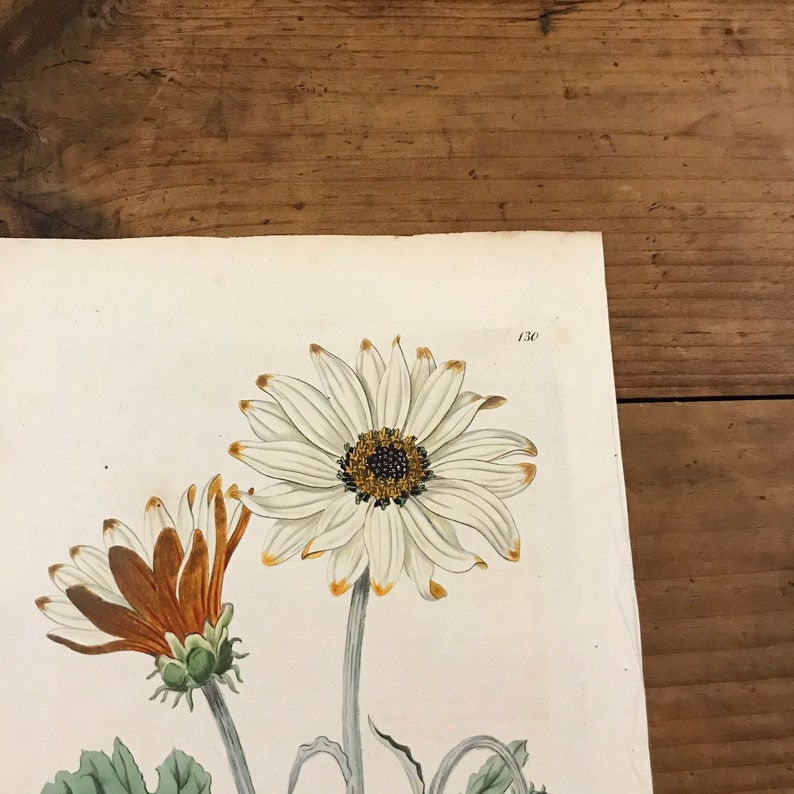 1816 Botanical Engraving by Edwards Showy Arctotis Original Hand Colored Antique Print