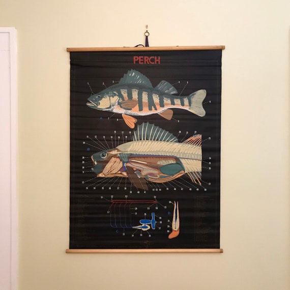 Vintage Wall Chart of the Perch 1960 Anatomical Study of the | Etsy