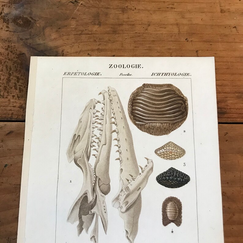 mosasaurus fossils and archeology