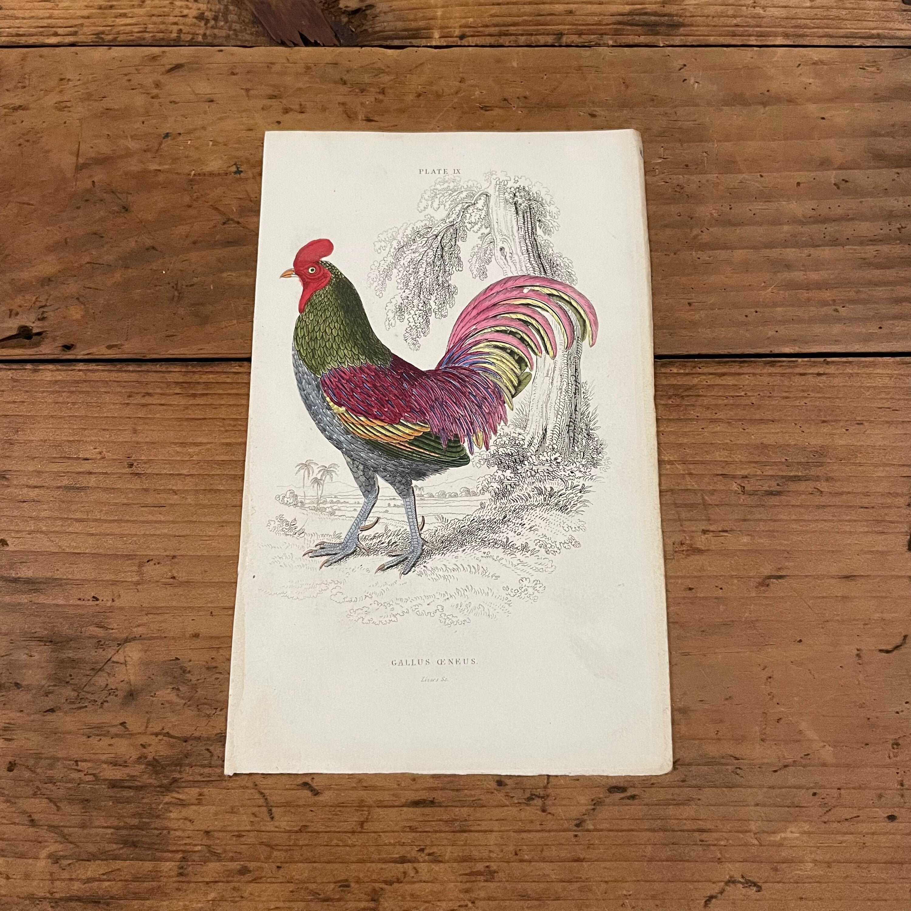 Game Cock Rooster Etsy