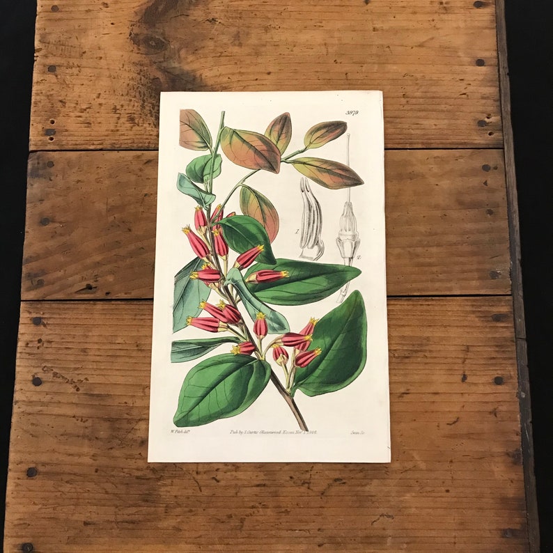 1842 Curtis Botanical Engraving Original Hand Colored Antique Print Peruvian Macleania Flower