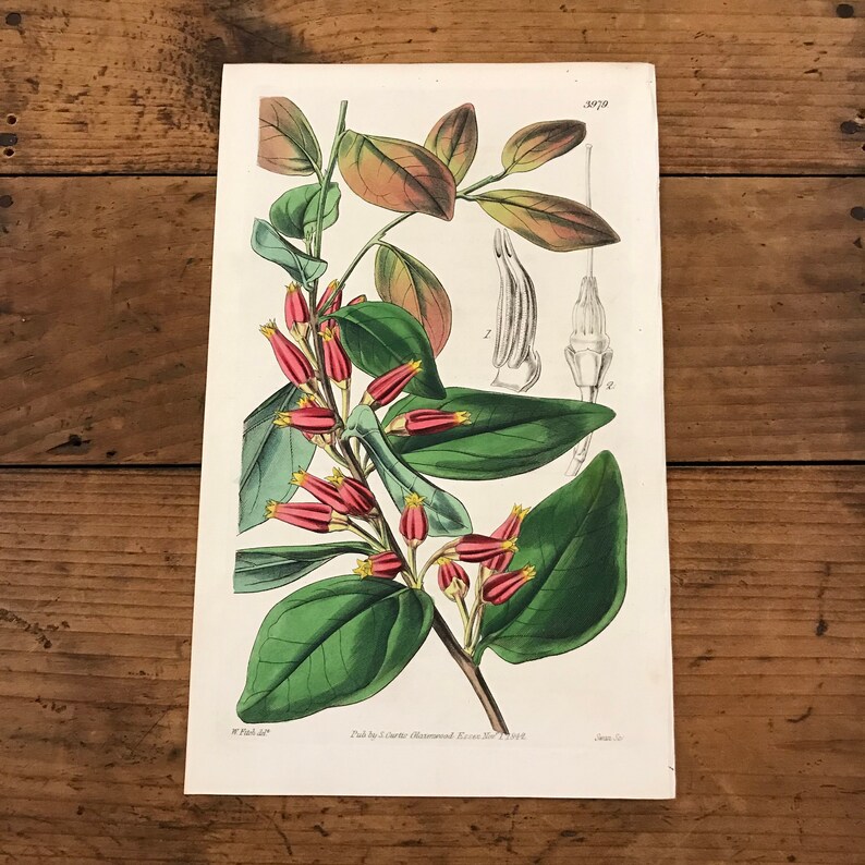 1842 Curtis Botanical Engraving Original Hand Colored Antique Print Peruvian Macleania Flower
