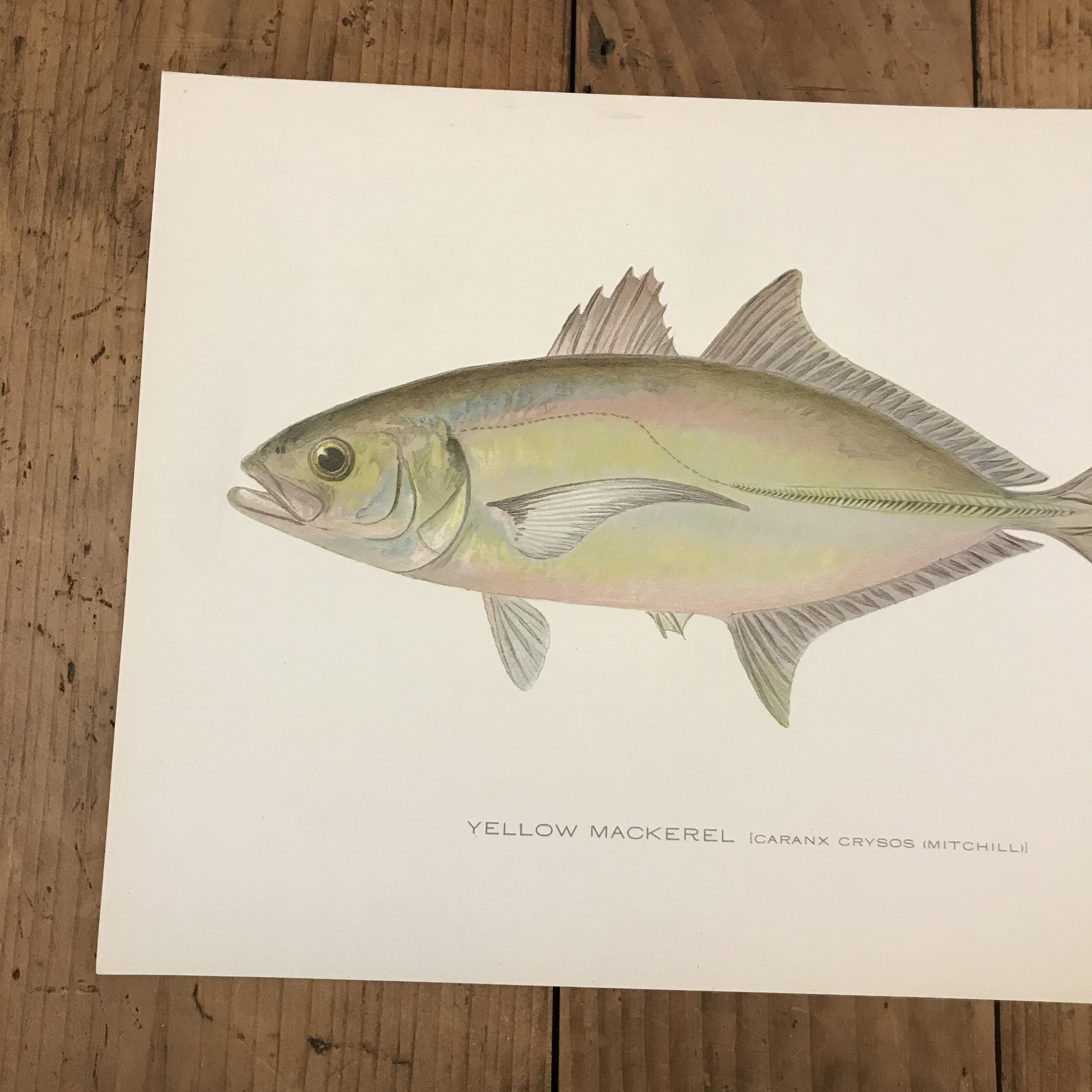 Yellow Mackerel 1907 Litografía Original Antique Fish Print Etsy