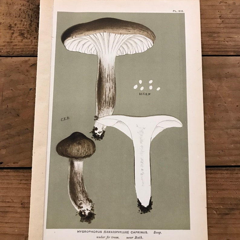 Black Waxy Cap Mushrooms Original 1887 Antique Fungi Print