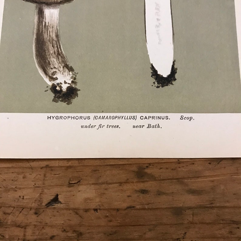 Black Waxy Cap Mushrooms Original 1887 Antique Fungi Print