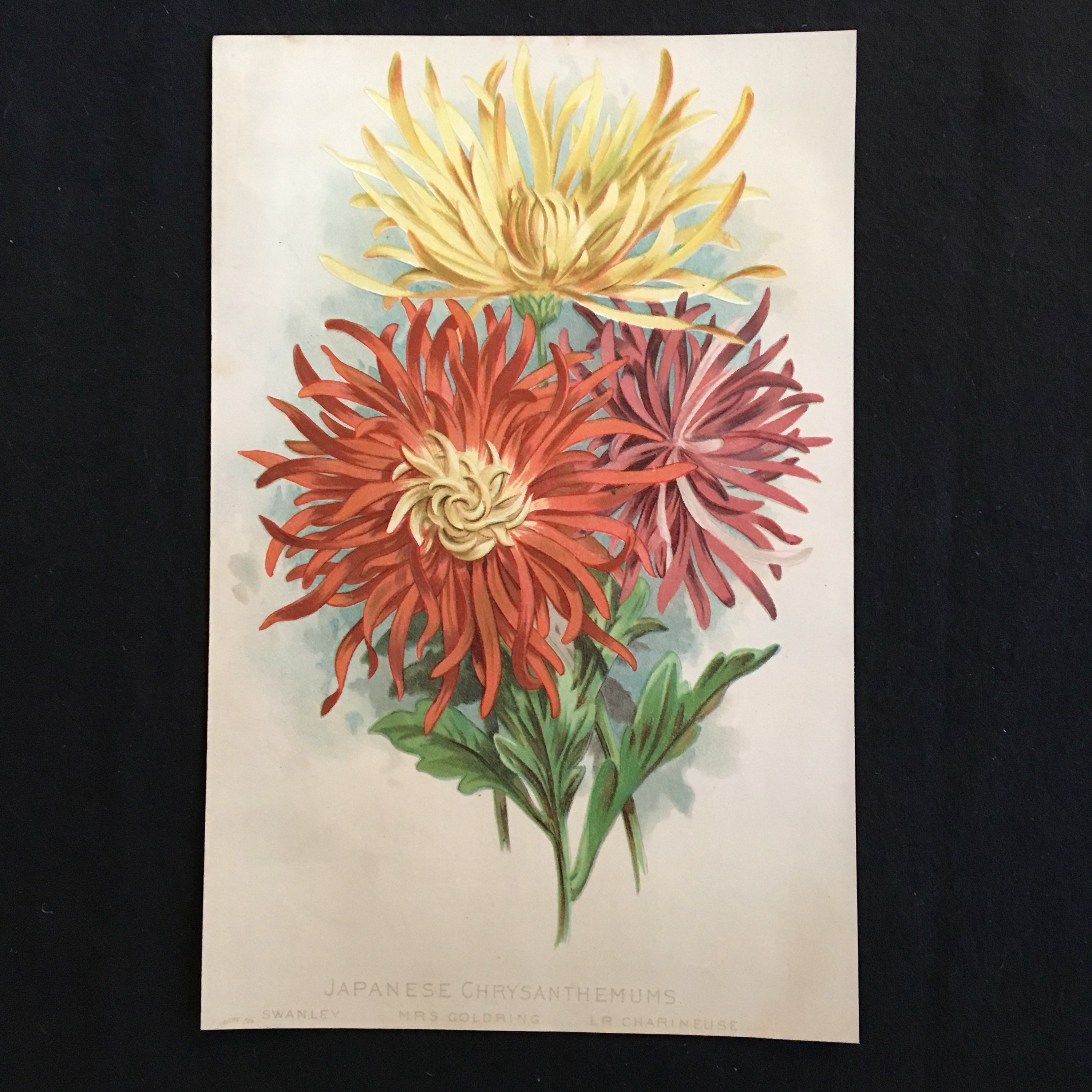 Japanese Chrysanthemums 1889 Botanical Print Original Antique Etsy