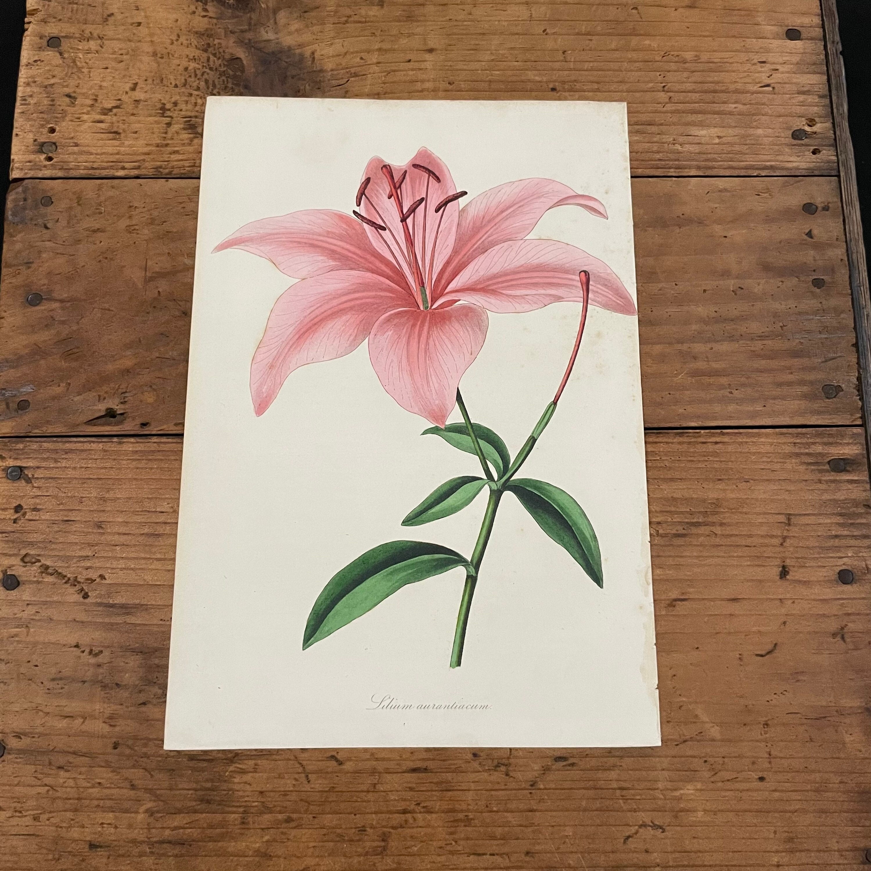 Japan Lily Paxton Botanical Engraving Original Hand - Etsy