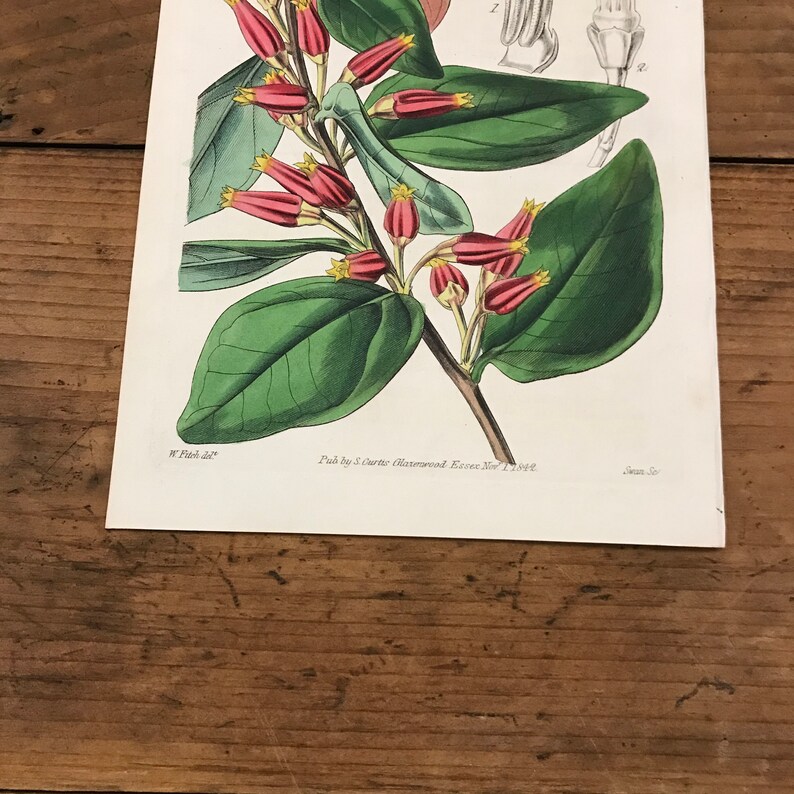 1842 Curtis Botanical Engraving Original Hand Colored Antique Print Peruvian Macleania Flower