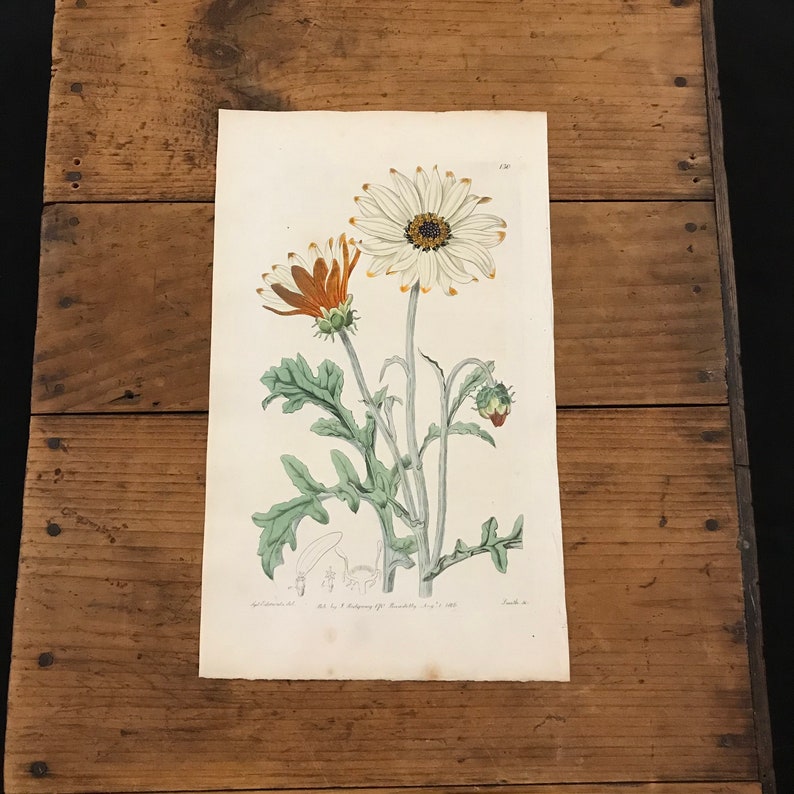 1816 Botanical Engraving by Edwards Showy Arctotis Original Hand Colored Antique Print