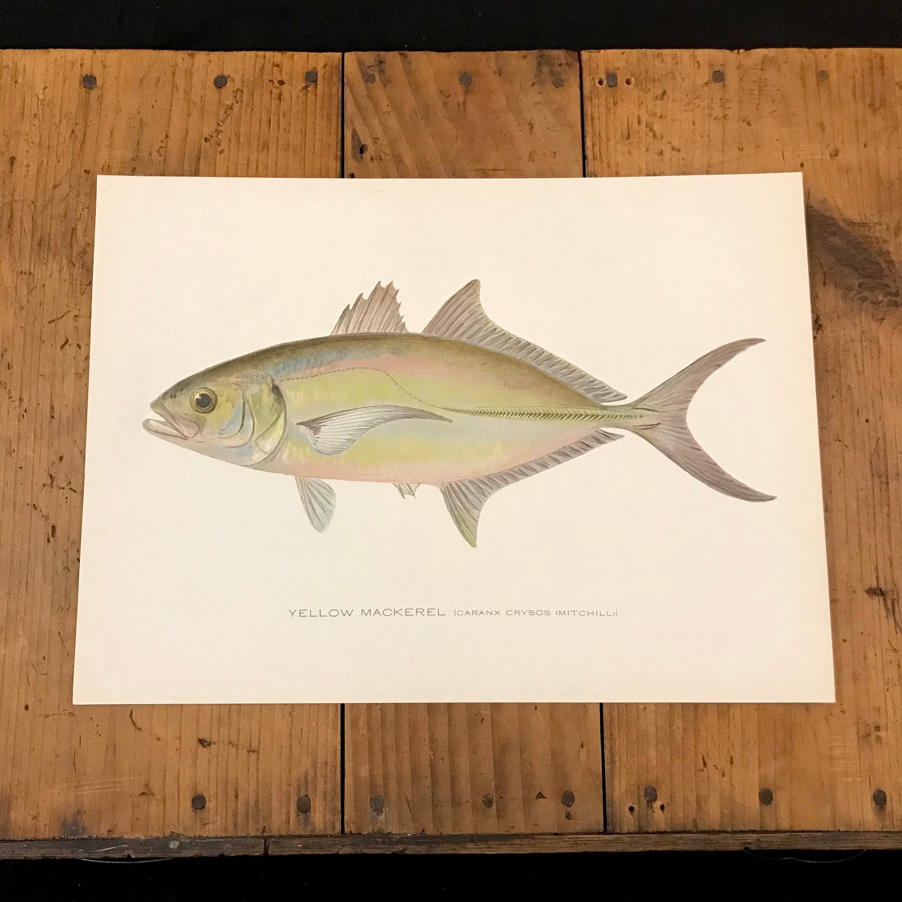 Yellow Mackerel 1907 Litografía Original Antique Fish Print Etsy