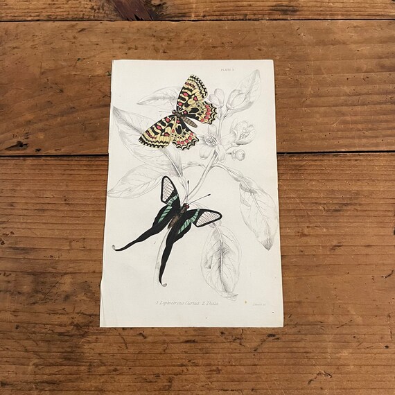 Vintage White dragontail Print Wall Art