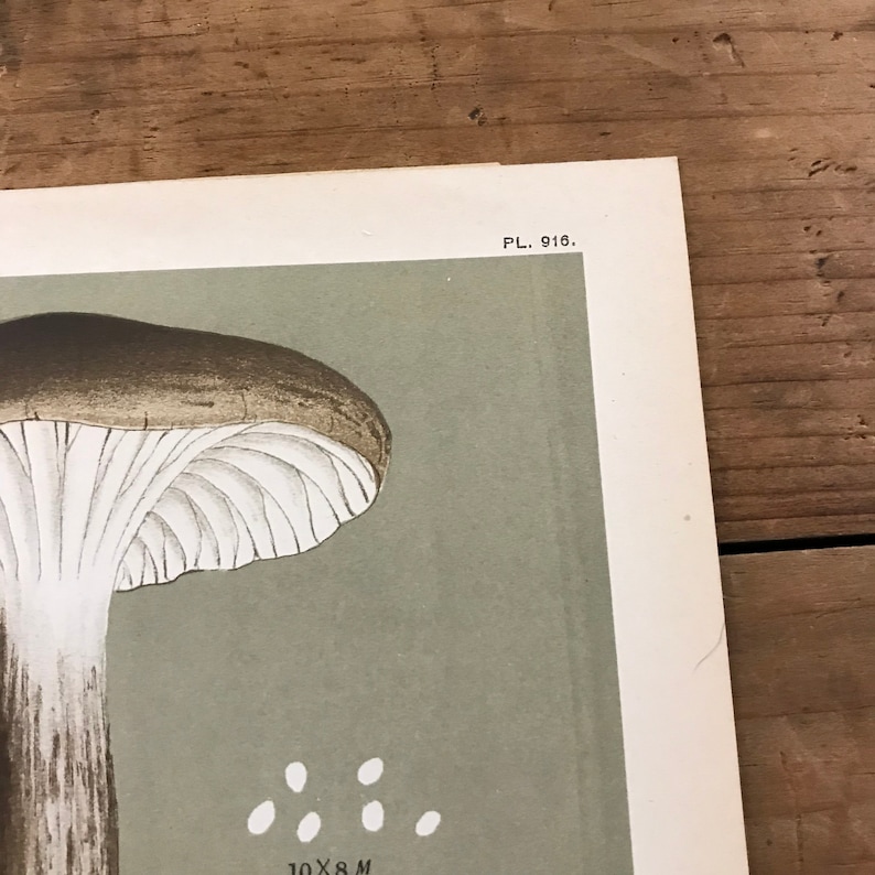 Black Waxy Cap Mushrooms Original 1887 Antique Fungi Print
