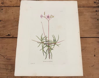 Terete Talinum Fame Flower Talinum Teretifolium Botanical Print Original Decor Flower Anniversary Housewarming Gift Ideas Meehan 1879