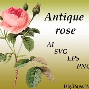 Antiker Rosen Vektor AI SVG EPS Rose Clipart Rosen svg