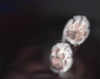 Cat Paw Scan Digital Download