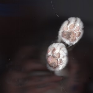 Cat Paw Scan Digital Download