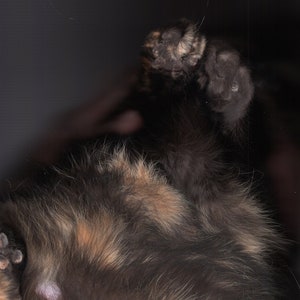 Cat Belly Digital Descargar