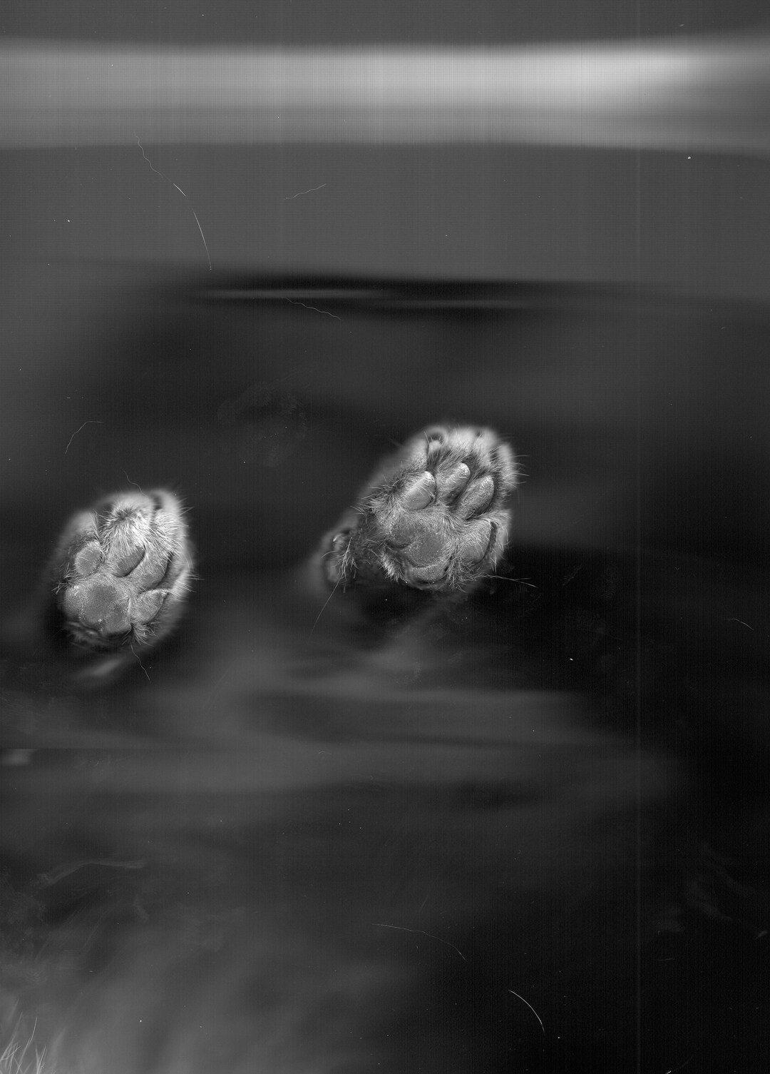 Blurry Cat Paw Digital Download Art Etsy