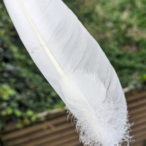 Swan feather, Wild Swan feather, healing feather, blessings feather, aura cleanse, imbolc, ritual, ceremony