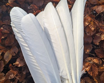 Swan Feather, Wild Swan feather, healing, aura, crafts,