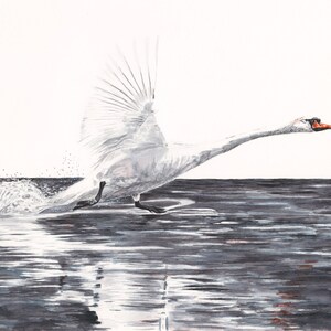 Walking on Water, white swan print