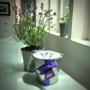 Lavender Pail Self Contained Grow Kit Eco Friendly Patio Garden Fragrant Flowers Kitchen Garden Indoor Garden Mother's Day image 2