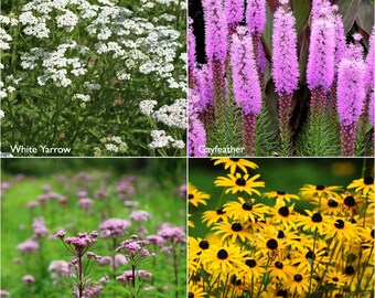 Monarch Milkweed Scatter Garden |  Four varieties of milkweed and nectar flowers for monarchs - Monarch habitat garden grow kit - USA native