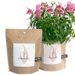 Snapdragon Garden dans un sac | Jardin de fleurs d'intérieur à croissance facile - Cadeau pour un ami - Fête des Mères - Saint-Valentin - Roses - cadeau de jardin d'intérieur
