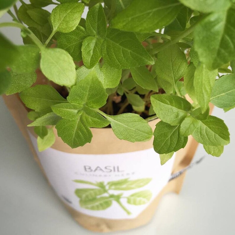 Basil Garden in a Bag - Thumbnail 3