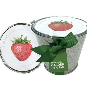 Strawberry Garden-in-a-pail |  Alpine Strawberry Complete Grow Kit, OMRI Listed, Windowsill Gardening, Unique gift