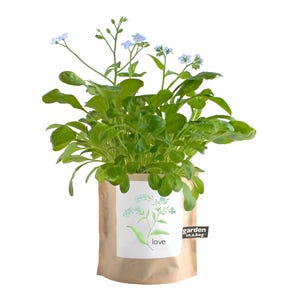 Love Garden-in-a-Bag | Forget Me Not Flowers - Flower Garden Kit - Indoor Gardening Gift - The flower of love - Something Blue for the Bride