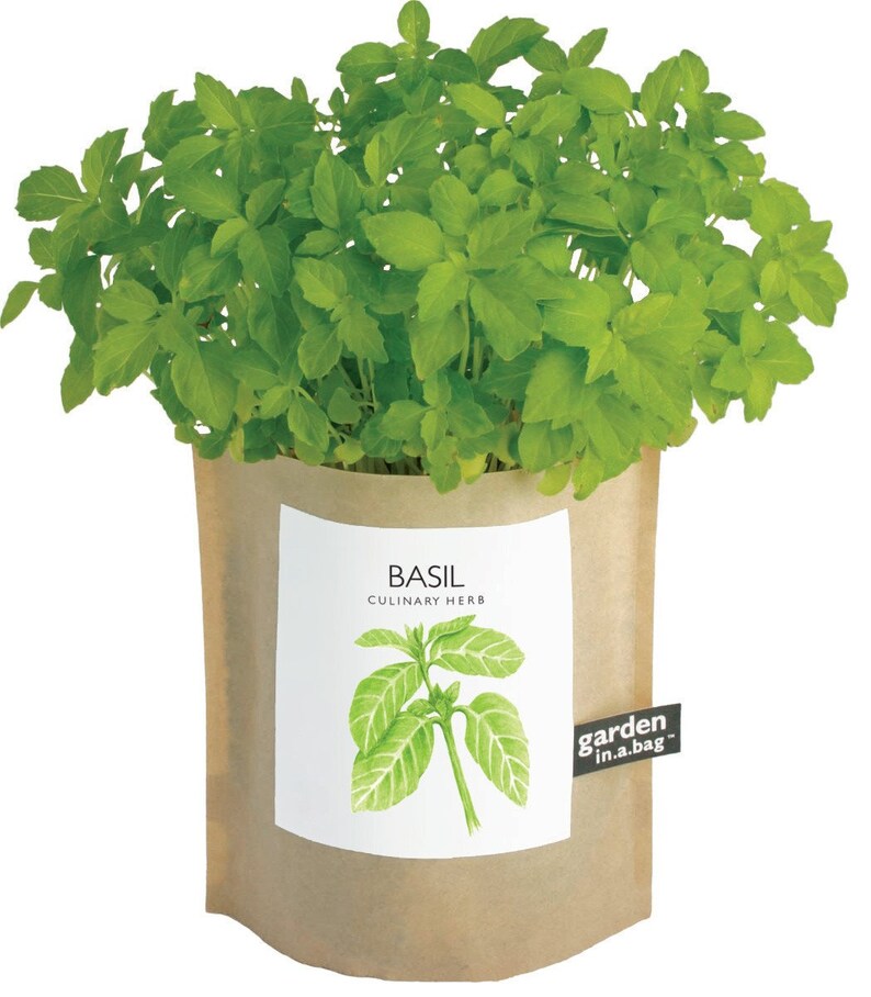Basil Garden in a Bag