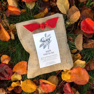 Apple Tree to Be | Grow your own apple tree – Apple tree grow kit - Fall hostess gift - Back to School - Teacher Gift idea