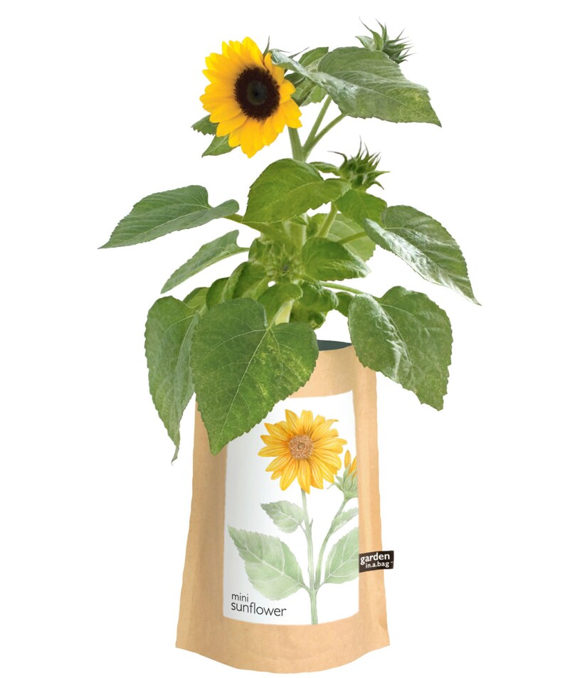 Sunflower GardeninaBag Self Contained Grow Kit Eco Etsy