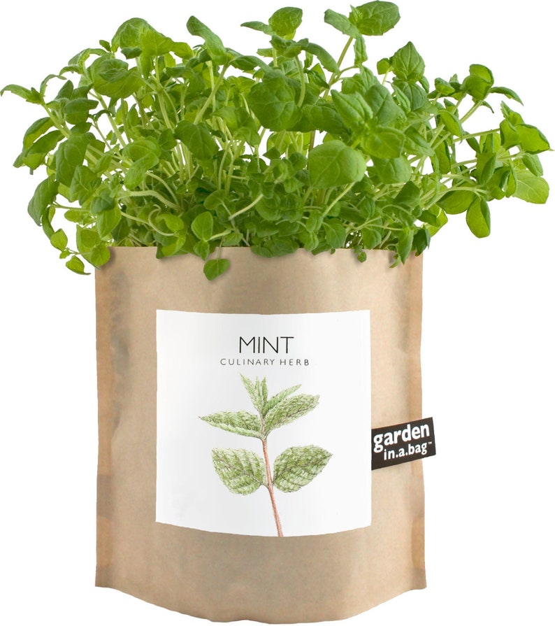 Mint Garden-in-a-Bag Self Contained Grow Kit Eco Friendly Herb Garden Kit Corporate Gift Mothers Day Kitchen Herb Indoor Plant image 3