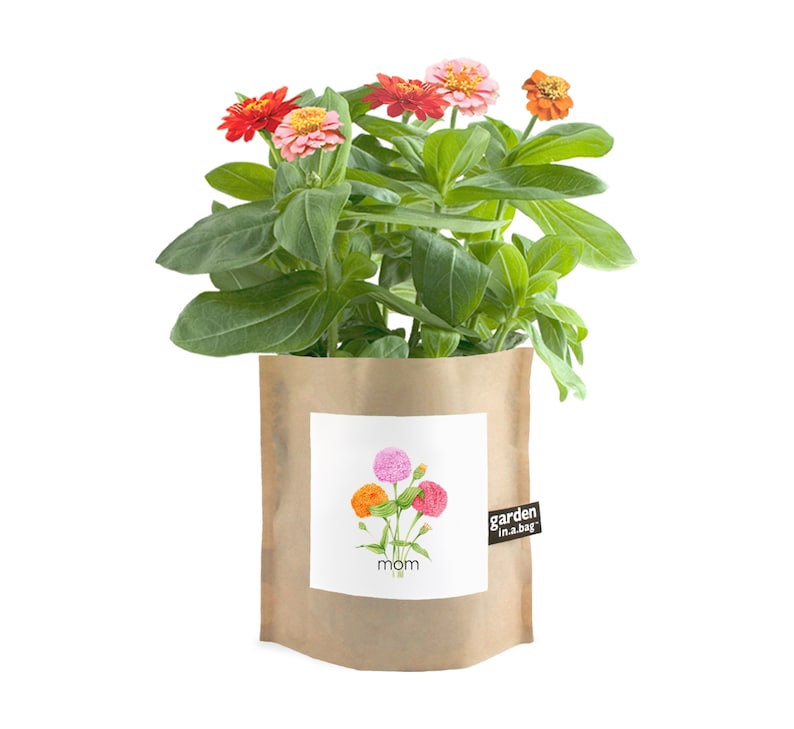 Mom Garden-in-a-Bag – Dwarf mixed zinnia garden - Thumbnail 2