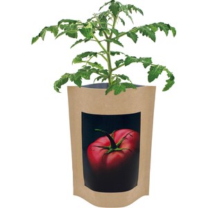 Red Tomato Seed Start | Self Contained Brandywine Tomato Grow Kit - Easy Transplanting - Eco friendly indoor garden - gift for gardener