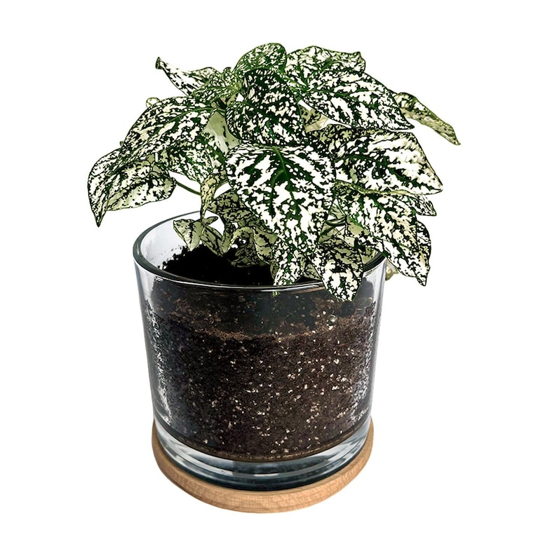 Houseplant Collection First Snow Polka Dot Plant - Thumbnail 3