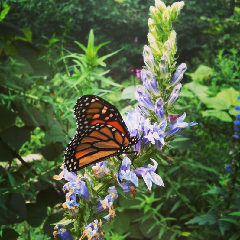 Butterfly Habitat Garden Maker Garden Gift Pollinator Etsy