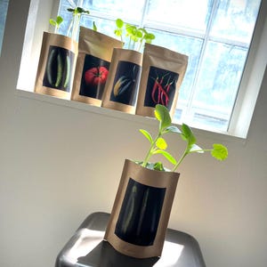 May include: Five brown paper bags with different vegetables printed on them. The bags are filled with soil and have small plants growing out of them. The bags are sitting on a windowsill.