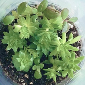 Succulent Terrarium | Terrarium starter kit | perfect gift for office or home | friend gift | wedding favor image 2